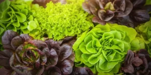 Incroyable : comment j’ai réussi à garder ma salade fraîche et croquante un mois au frigo grâce à cette astuce