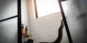 « J’ai hurlé » : un serpent surgit sous la douche, la mésaventure qui glace tous les nouveaux propriétaires