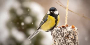 Les spécialistes valident : ce geste tout simple va transformer votre jardin en paradis pour oiseaux tout l’hiver