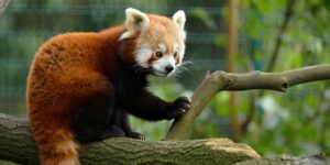 Premier bébé panda roux depuis huit ans dans un parc animalier de lʼOuest