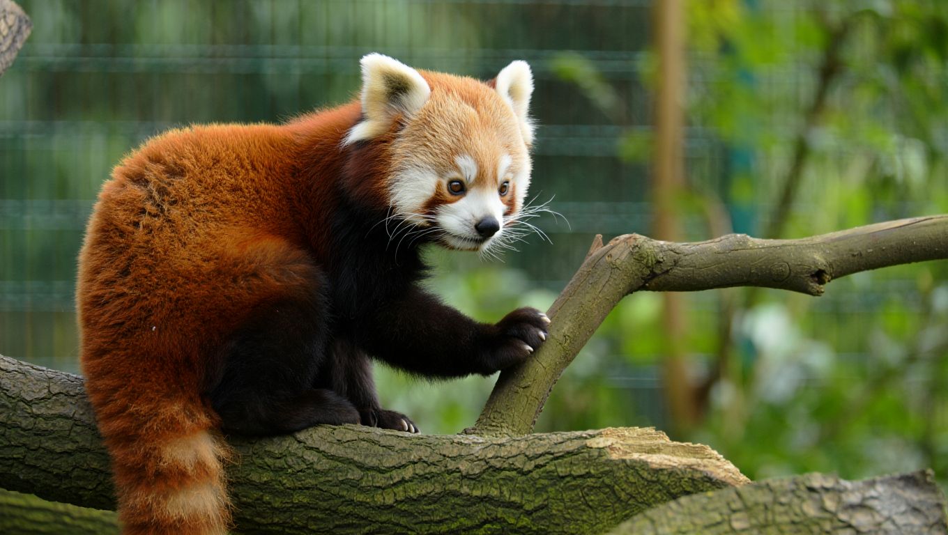 Premier bébé panda roux depuis huit ans dans un parc animalier de lʼOuest